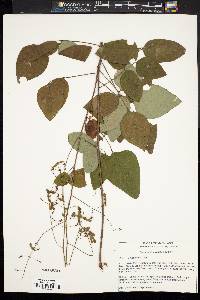 Desmodium laevigatum image