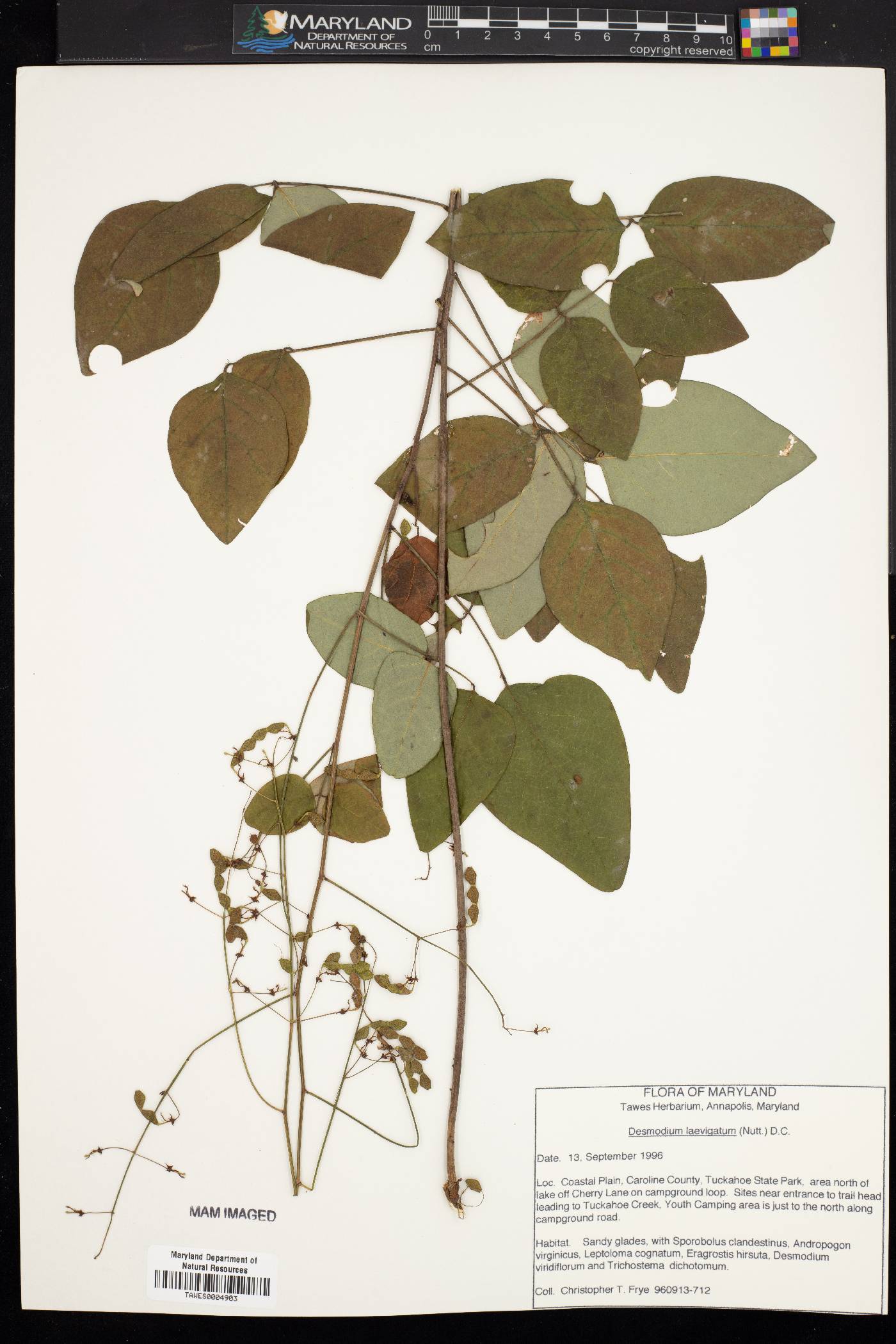 Desmodium laevigatum image