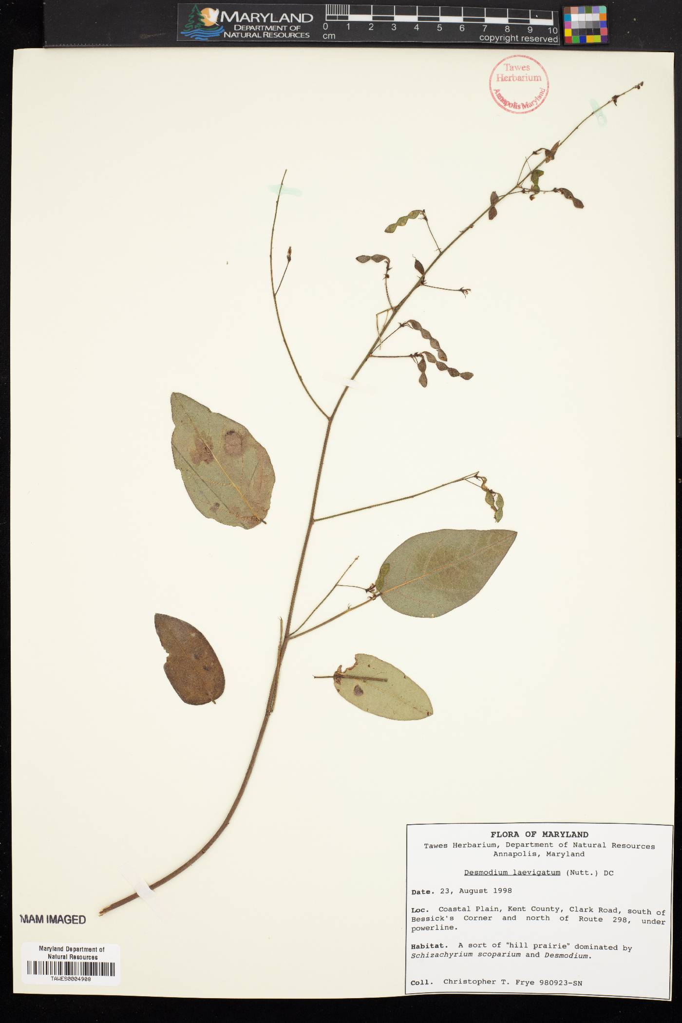 Desmodium laevigatum image