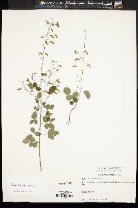 Desmodium marilandicum image