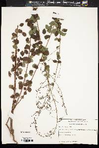 Desmodium marilandicum image