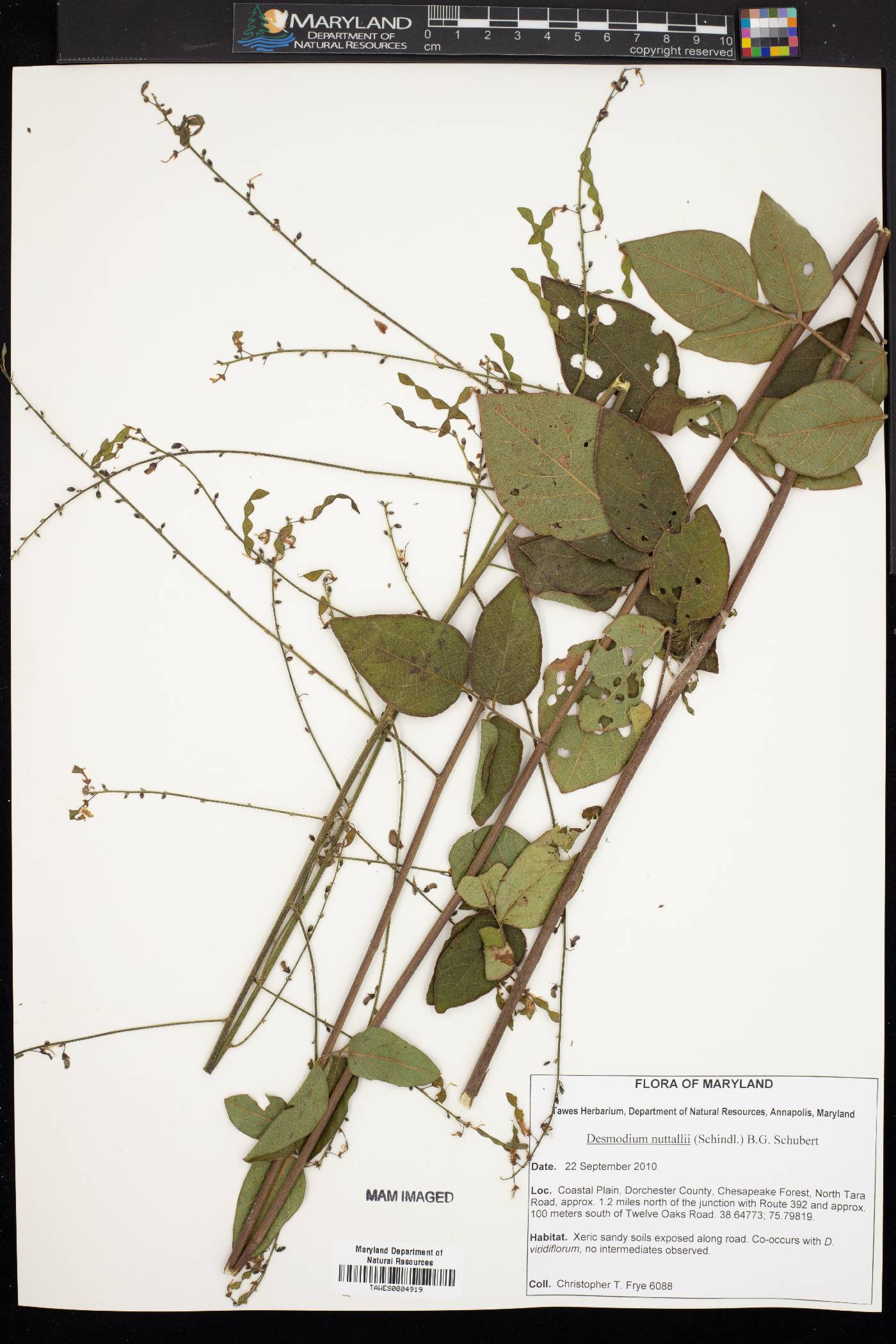 Desmodium nuttallii image