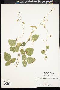 Desmodium ochroleucum image