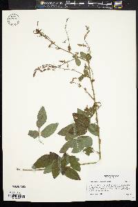 Desmodium perplexum image