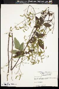 Desmodium perplexum image