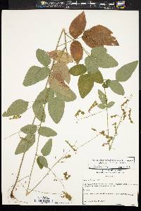 Desmodium perplexum image