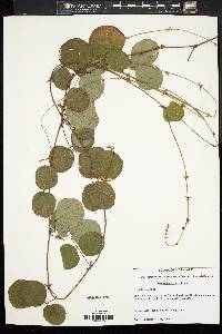 Desmodium rotundifolium image