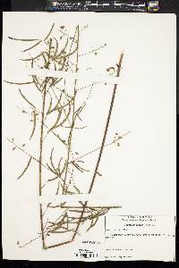 Desmodium strictum image