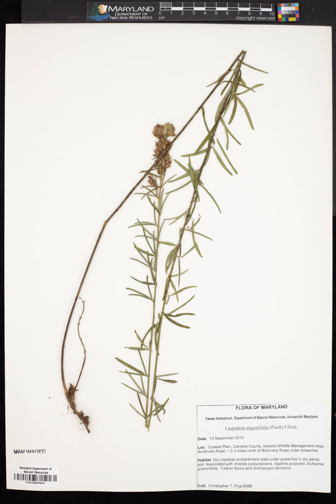 Lespedeza angustifolia image