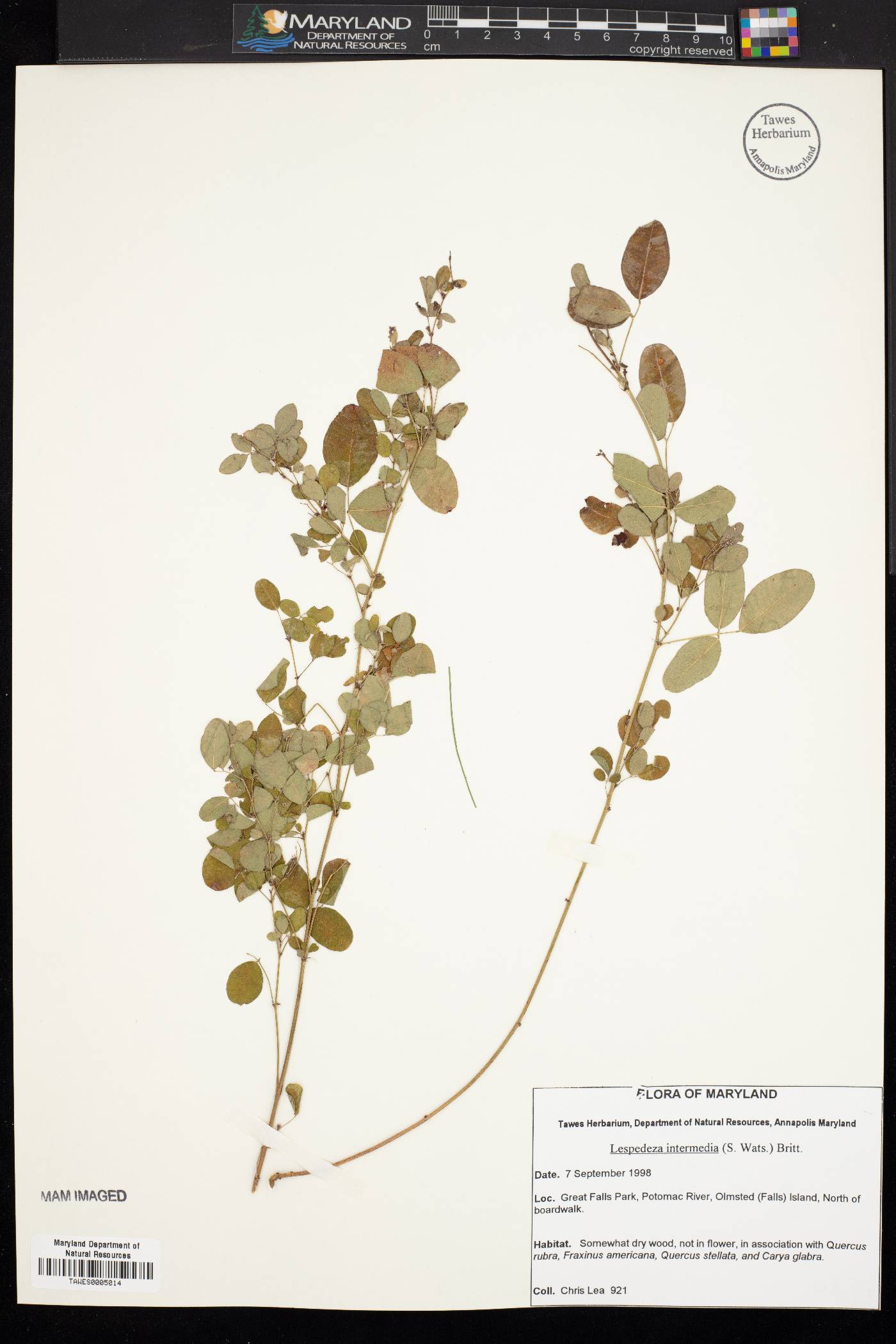 Lespedeza intermedia image