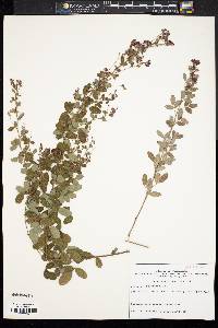 Lespedeza stuevei image