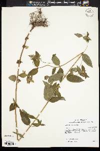 Pycnanthemum setosum image