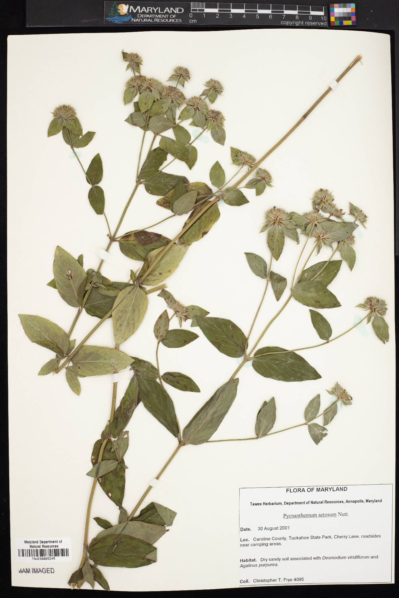 Pycnanthemum setosum image