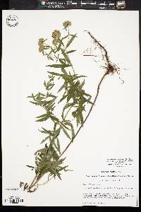 Pycnanthemum torreyi image