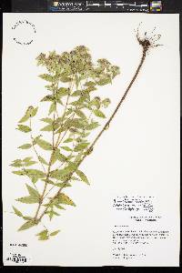 Pycnanthemum verticillatum image