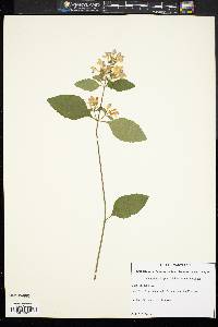 Scutellaria elliptica image