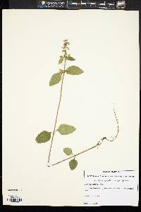 Scutellaria elliptica image