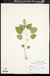 Scutellaria ovata image