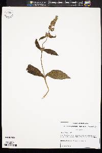 Stachys palustris image