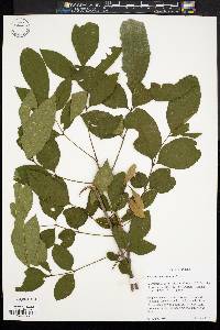 Fraxinus caroliniana image