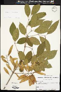 Fraxinus caroliniana image