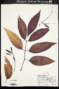 Fraxinus profunda image