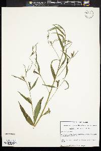 Ludwigia decurrens image