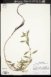 Image of Ludwigia glandulosa