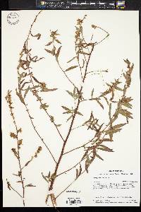 Ludwigia sphaerocarpa image