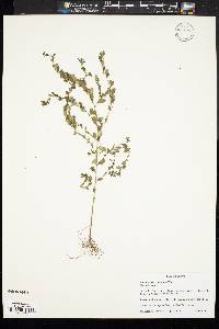 Image of Phyllanthus carolinianus