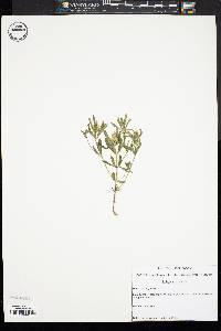 Polygala cruciata image