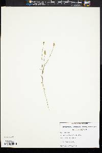 Polygala nuttallii image