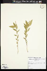 Polygala senega image