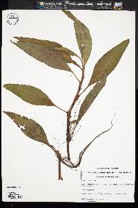 Image of Persicaria densiflora