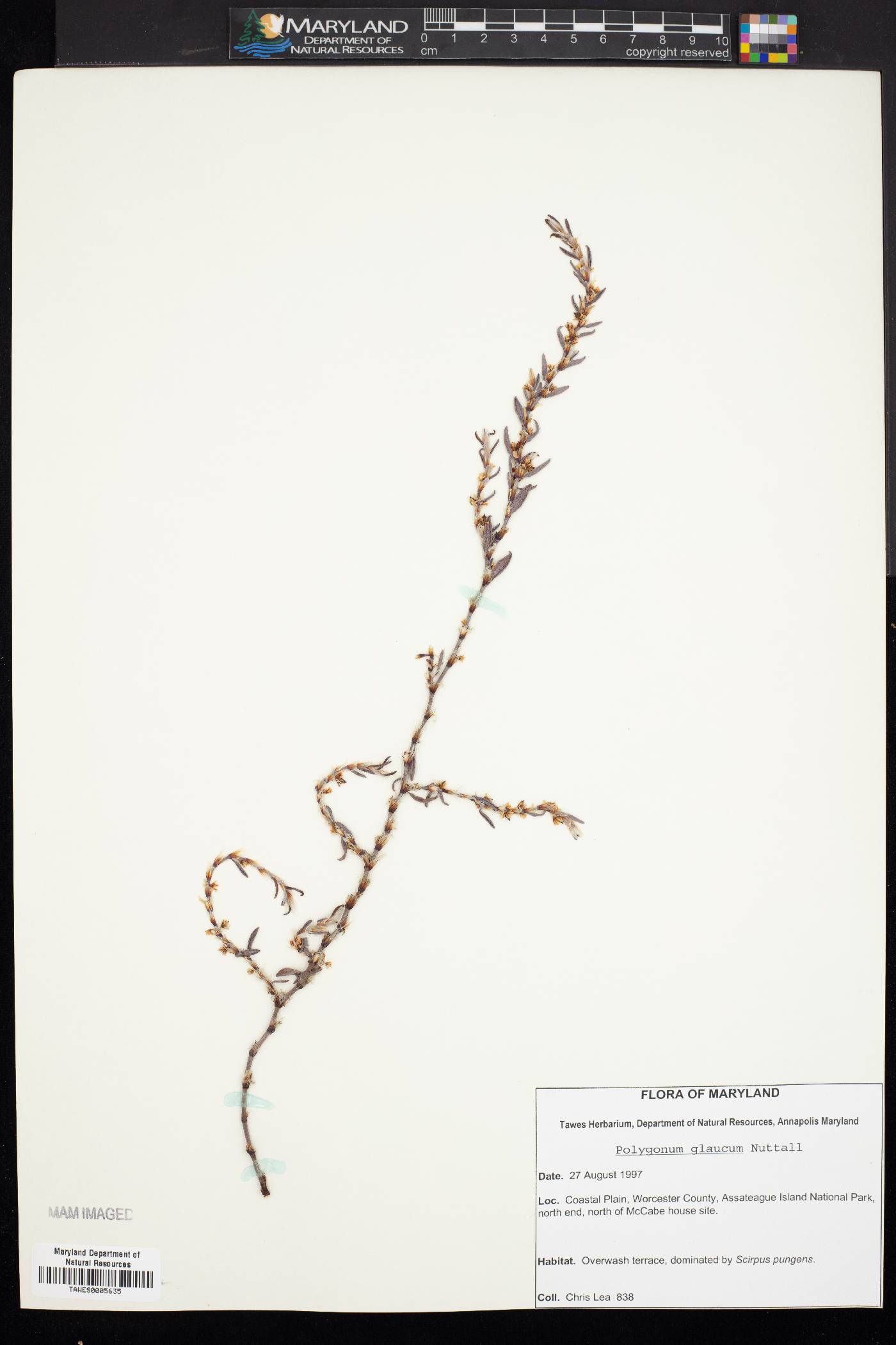 Polygonum glaucum image