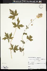 Aconitum uncinatum image