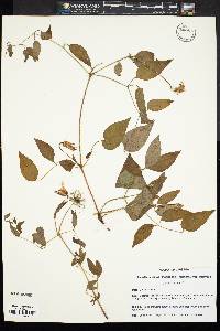 Clematis crispa image
