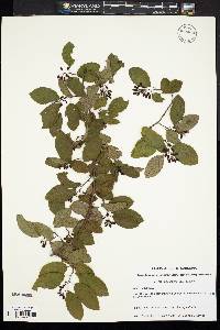 Berchemia scandens image