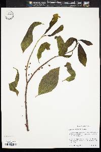 Rhamnus alnifolia image