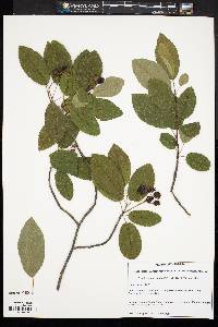 Amelanchier canadensis image