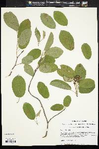 Amelanchier canadensis image