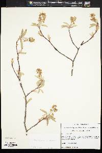 Amelanchier canadensis image