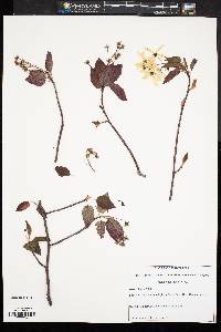 Amelanchier laevis image