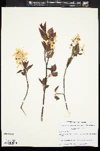 Amelanchier laevis image