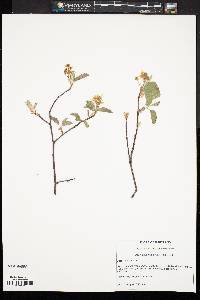 Amelanchier nantucketensis image