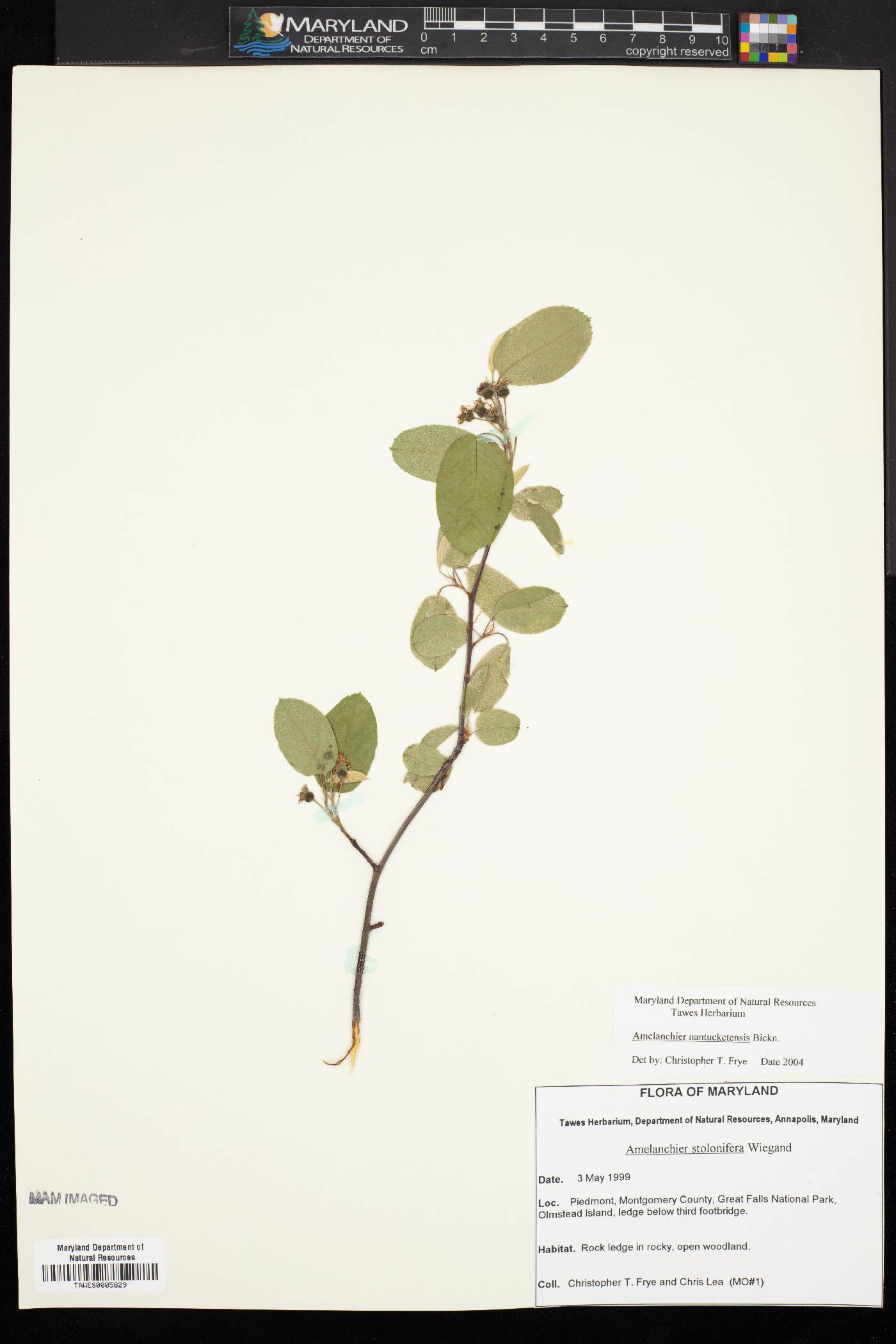 Amelanchier nantucketensis image