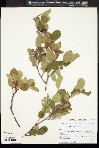 Amelanchier nantucketensis image