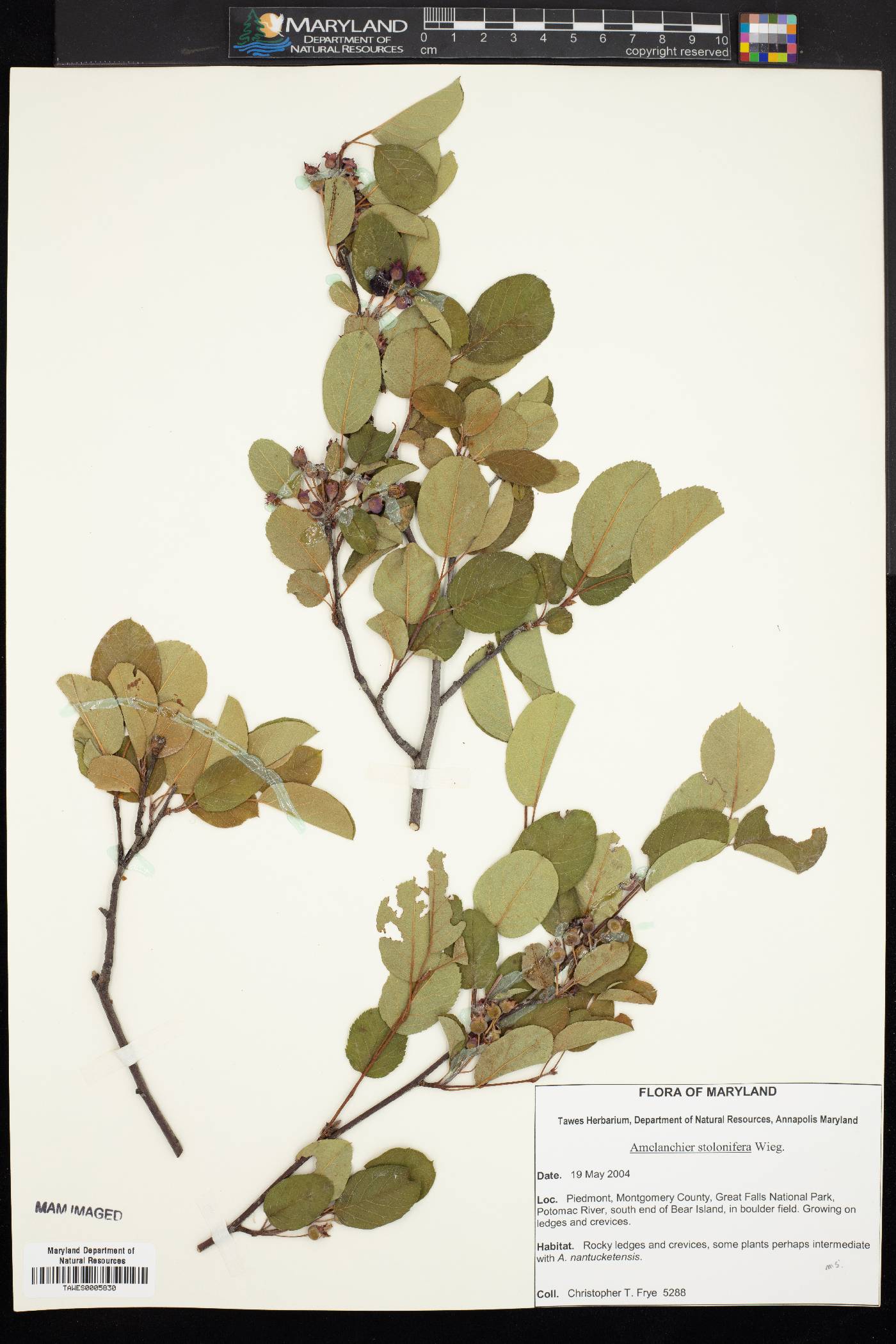 Amelanchier nantucketensis image