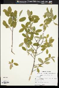 Amelanchier obovalis image