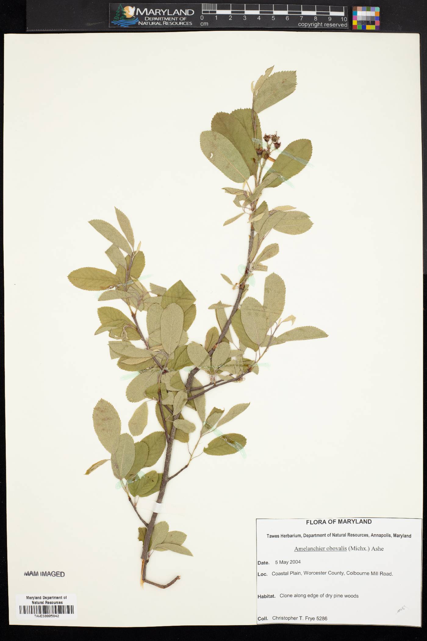 Amelanchier obovalis image